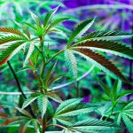 Для успешного выращивания качественной марихуаны критично начать с отличных семян