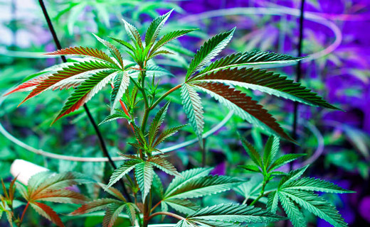 Для успешного выращивания качественной марихуаны критично начать с отличных семян